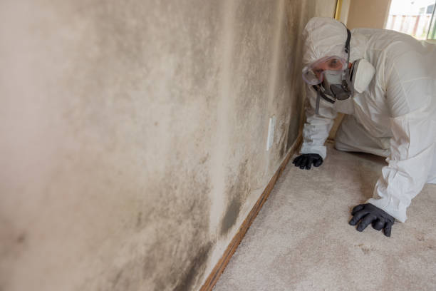 Best Commercial Mold Inspection  in Hannahs Mill, GA